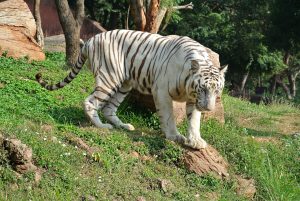 white-bengal-tiger-1139664_1280