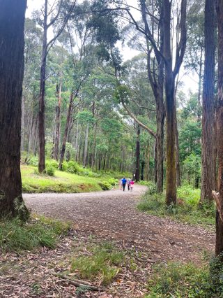 AHMAD_bushwalk_2024_01_07_Dandenong_Eagle_nestIMG_3194