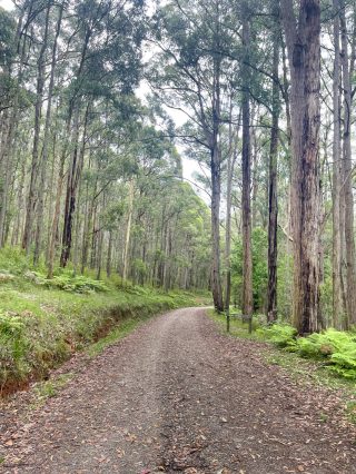 AHMAD_bushwalk_2024_01_07_Dandenong_Eagle_nestIMG_3196