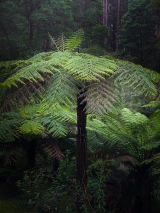 AHMAD_bushwalk_2024_01_07_Dandenong_Eagle_nestIMG_3198