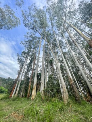 AHMAD_bushwalk_2024_01_07_Dandenong_Eagle_nestIMG_3199