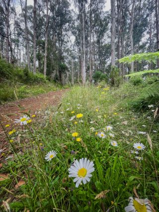 AHMAD_bushwalk_2024_01_07_Dandenong_Eagle_nestIMG_3203