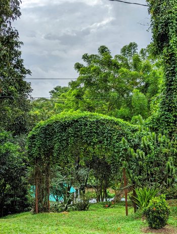 Nawshaba_tea_garden_Portrait 3