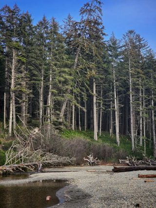 ruby beach olympic national park20231108_0007